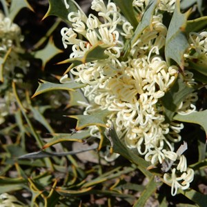 Hakea auriculata