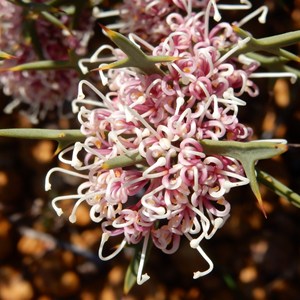 Hakea  auriculata