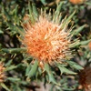 Banksia tridentata possibly