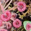 Sundew - Drosera - Unknown Species