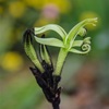 Black Kangaroo Paw