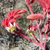 Red Kangaroo Paw 