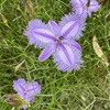 Thysanotus patersonii: 