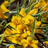 Acacia acuminata