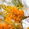 Honeysuckle Oak or Spider Flower, Desert Grevillea