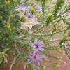 Calytrix
