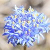Native Cornflower, Blue Pincushion