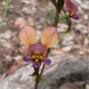 Purple Pansy Orchid