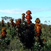 Royal Hakea