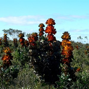 Royal Hakea
