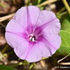 Beach Morning Glory, Goatsfoot