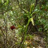 Slipper Orchid