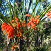 Grevillea bronwenae