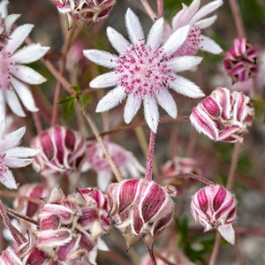 pink flannel flower