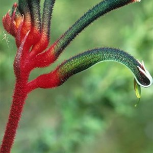 kangaroo paw
