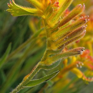Kangaroo Paw - Yellow
