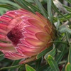Protea Pink Ice
