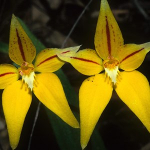 Cowslip Orchid