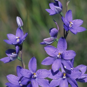 Dotted Sun Orchid 