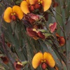 native pea, orange