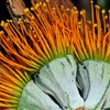 Woollybutt eucalyptus