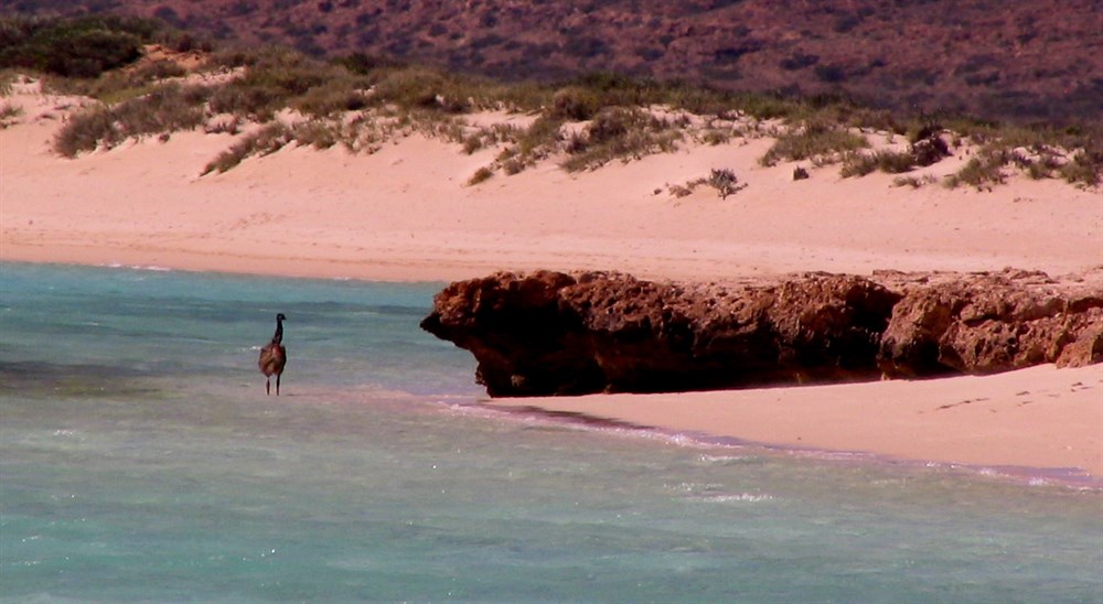 Osprey Bay Campground WA ExplorOz Places