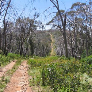 Mount Gibbo