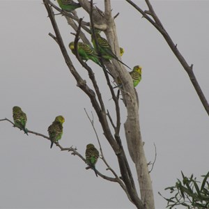 Budgies in the breeze