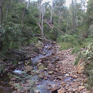 Peters Ck, King Billy Track
