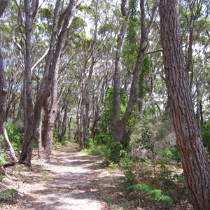 Shady track to Governor Head