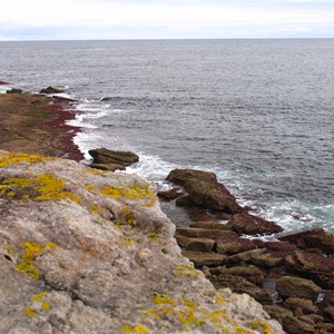 Colourful lichen on cliff