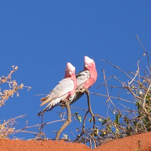 A couple of galahs