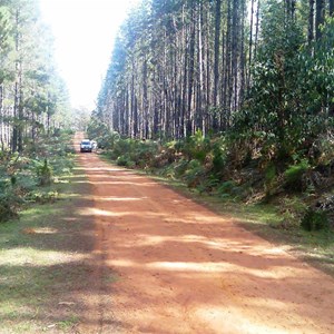 Wingello State Forest