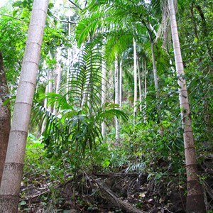 Segmented palm trunks at Wangi Falls