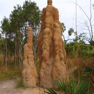 Cathedral termite mounds