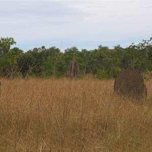 Magnetic termite mounds before burnoff