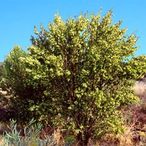 Narrow-leafed Hop Bush, QAA Line