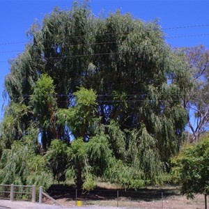 The Willow   