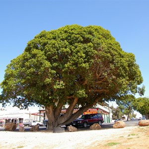 Morton Bay Fig Tree