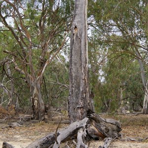 Aboriginal Canoe Tree