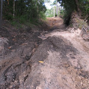 Thick sticky clay supports rainforest
