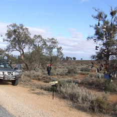 What is it with the Crow-Eaters, clothing and trees?