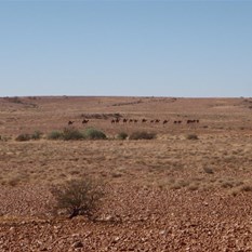 Let's Play Follow the Leader 