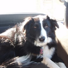 Even Storm was sad to leave - they all loved her there!  She got Fish for dinner!!