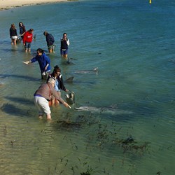 Dolphin feeding at Monkey Mia