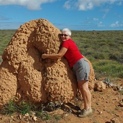 Huge termite mound