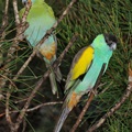 Pair of parrots in the breeding centre at Kalbarri