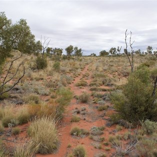 The quickly fading track to Helena