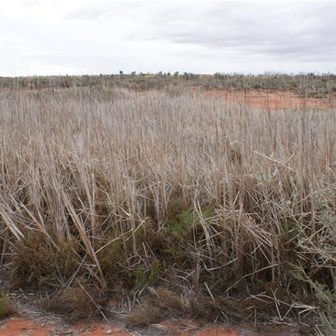 Helena Spring covered by rushes