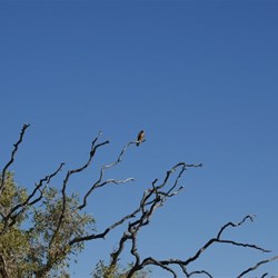 The bird of prey sizing me up